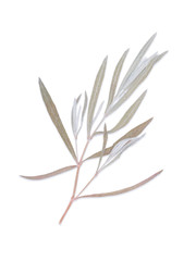 Pressed and dried herbs pattern