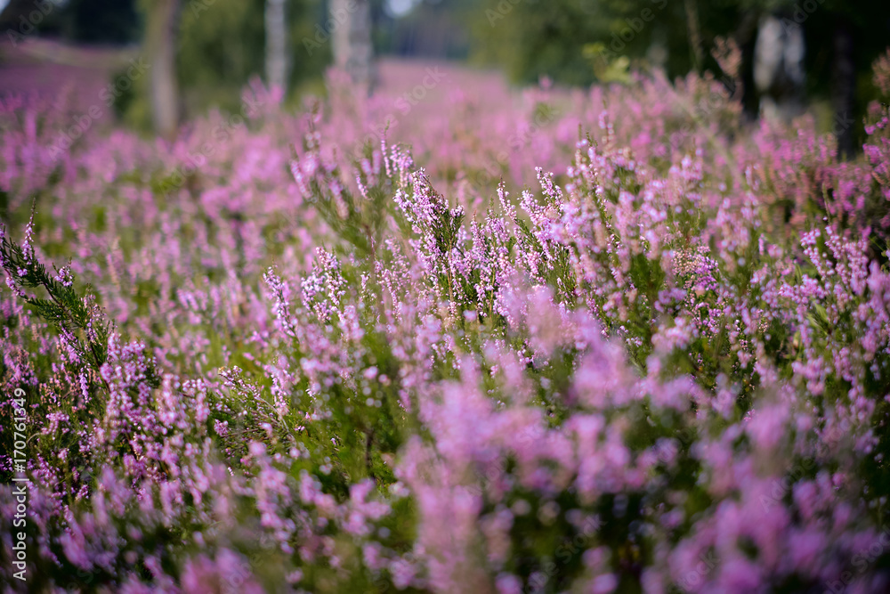 Wall mural Heideblüte im Büsenbachtal (Lüneburger Heide)