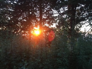 Evening Natue Sunset Tuscany
