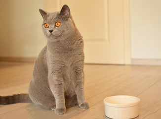 Pregnant british shorthair cat with expressive orange eyes waiting for Food.