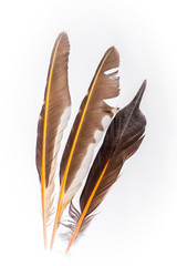 Flicker Feathers