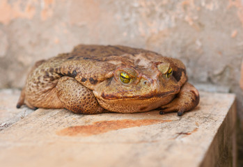 super big toad on white light colored surface