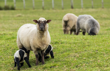 Naklejka na ściany i meble Sheep and Lambs