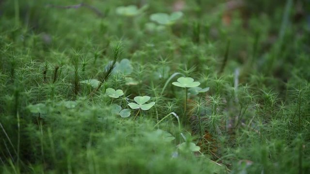Irish shamrock