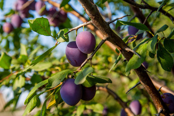 branch of plum tree with ripe fruit