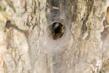 Wolf Spider in its Web