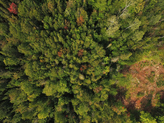 Vue aérienne de la forêt boréale