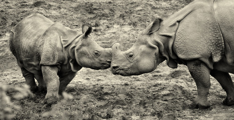 Naklejka premium Beautiful retro photo of One Horned Rhinoceros. Close up photo of an adult rhino and calf rhino. Amazing wildlife of a National Reserve. Creative artwork. Black & White photography. Wonderful vintage