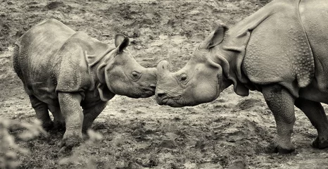 Poster Rhino Beautiful retro photo of One Horned Rhinoceros. Close up photo of an adult rhino and calf rhino. Amazing wildlife of a National Reserve. Creative artwork. Black & White photography. Wonderful vintage