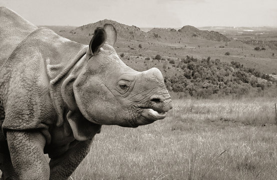 One Horned Rhinoceros. Close up photo. Amazing portrait of an awesome rhino. Wildlife of a National Reserve. Wild powerful animals in National Parks. Wonderful landscape Black & White photography