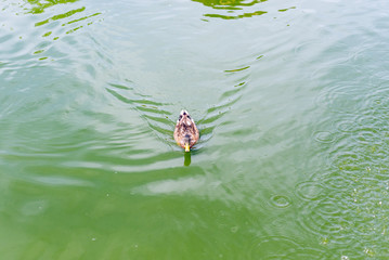 Wild ducks swim in a pond in a summer park. Ornithology. Life of wild birds.