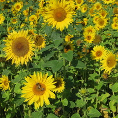 Fototapeta na wymiar Large sunflower against blue sky in summer
