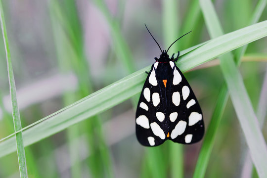 Arctia villica butterfly. Beautiful flying insect orange black white colors, green grass leaf background. selective focus macro nature photo.
