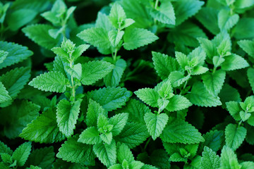 Fresh green organic mint plants field closeup