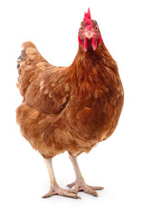 Brown hen isolated.