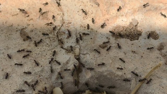 Ants running to their anthill