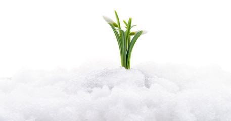 Snowdrop and snow.