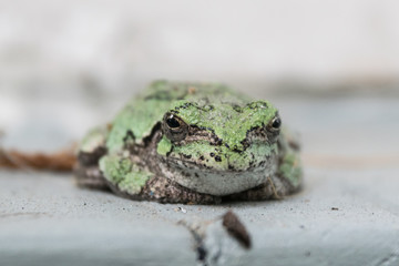 Frog Relaxing on Porch