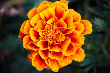 Flower marigold on a dark natural background