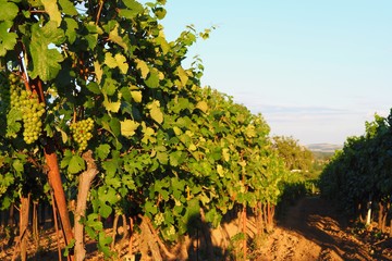 Vineyard, grapes, Growing of grapes, Palava South Moravia, Czech republic
