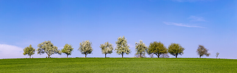 Fototapeta na wymiar blooming trees in a row at the horizon