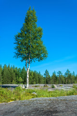 Lonely birch on a rocky plateau.