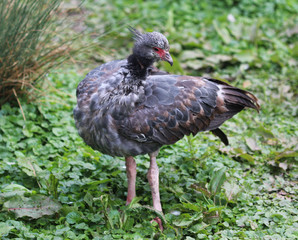 Southern screamer