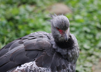 Southern screamer