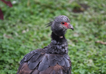 Southern screamer