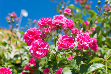 A fragrant beautiful bush curly pink rose tea on a blue sky background.