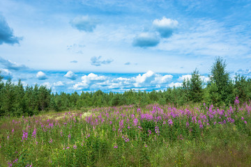 Obraz premium Thickets of blooming fireweed.