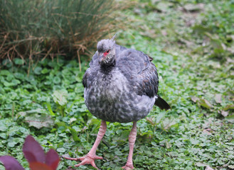Southern screamer