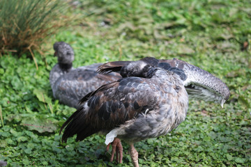 Southern screamer