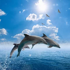 Papier Peint photo Dauphin Les dauphins sautant hors de la mer bleue, les mouettes volent haut dans le ciel bleu
