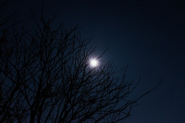 Full Moon Behind a Tree