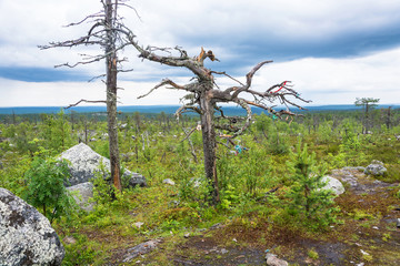 Gnarled tree on the mountain Vottovaara.
