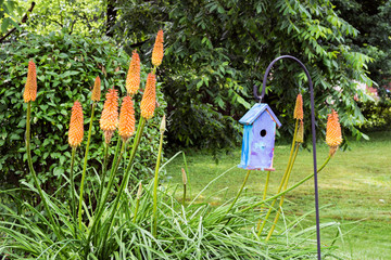 Torch Lillies and Birdhouse