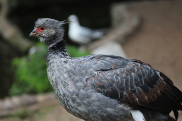 Southern screamer