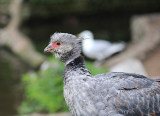 Southern screamer