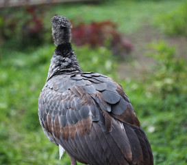 Southern screamer