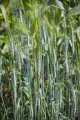 Young blue-green sprouts rye close-up. 