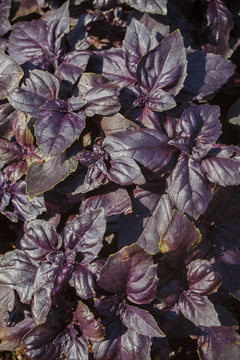 Red-purple Basil Plants Of Green Border On Leaves Close-up.