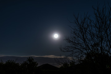 Full Moon Behind a Tree