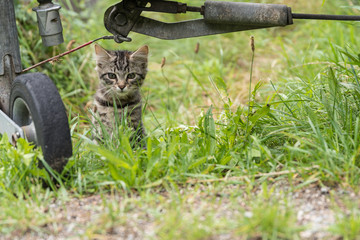 Katzenjunges beobachtet genau
