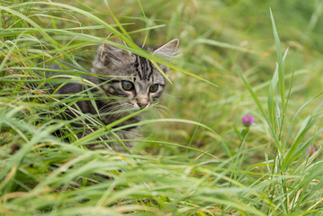 Katzenbaby beobachtet in der Wiese