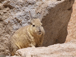 viscacha