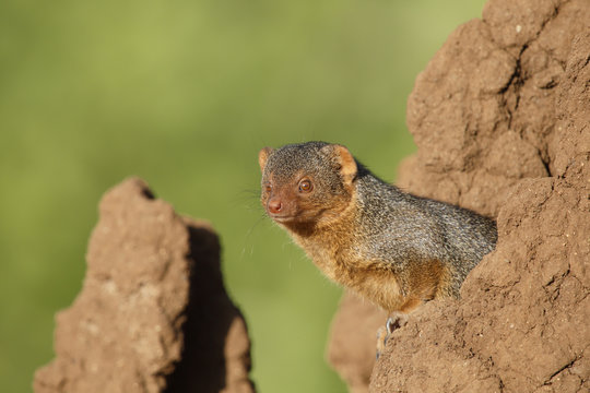 Dwarf Mongoose