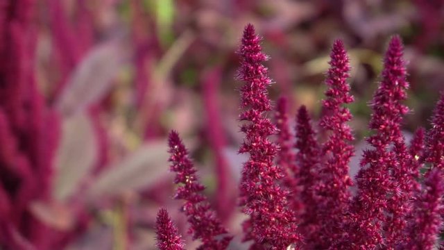 Red amaranth (Amaranthus cruentus) inflorescence closeup on sunny day