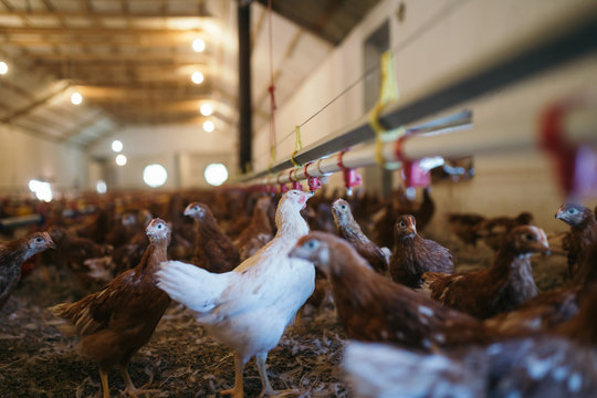 Chicks in chicken farm. 