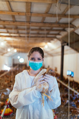 Veterinarian holding a chick in chicken farm. 